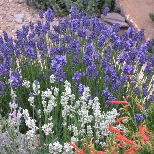 Thumbelina Leigh Dwarf English Lavender