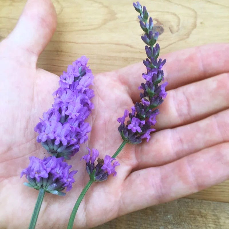 Sensational!™ Lavender