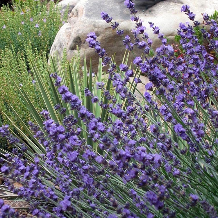 Sharon Roberts English Lavender