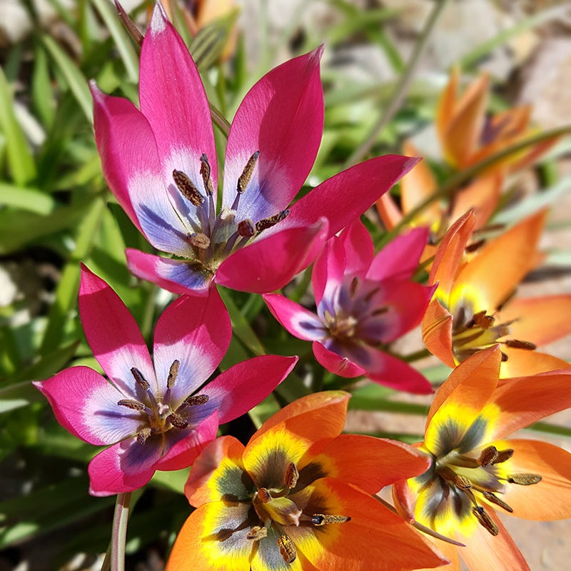 Little Princess Wildflower Tulip