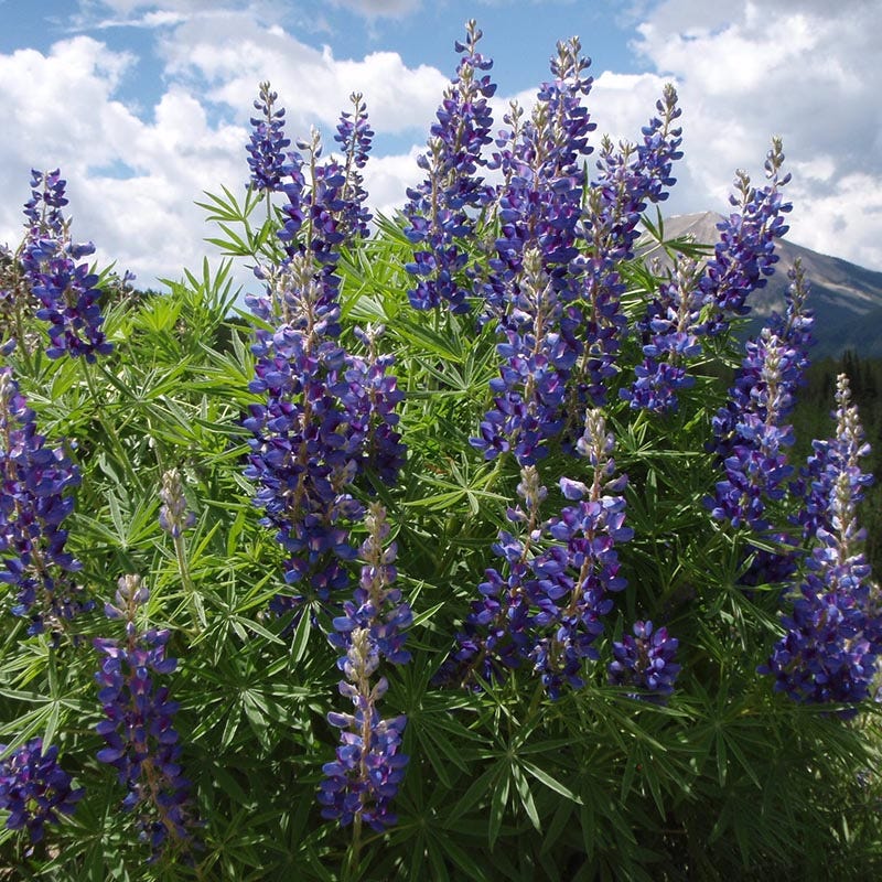 High Country Meadow Native Wildflower Seed Mix