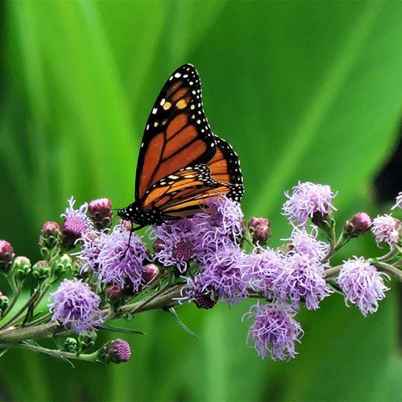 Summer Dreams Pre-Planned Garden
