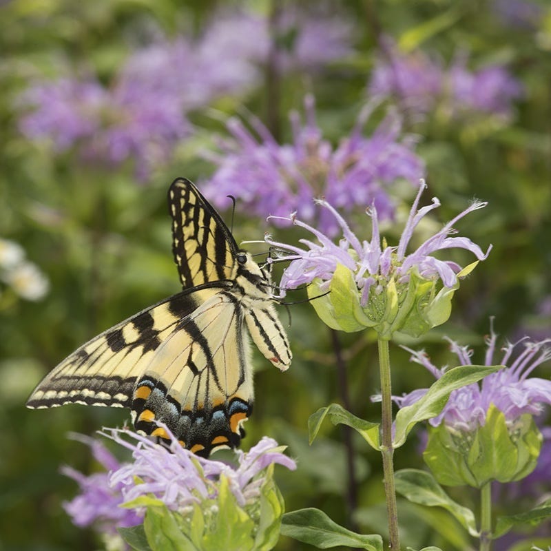 Wild Bergamot (Wichita Mountains Form)