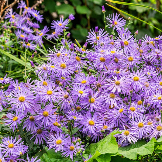 Monch Frikart's Aster