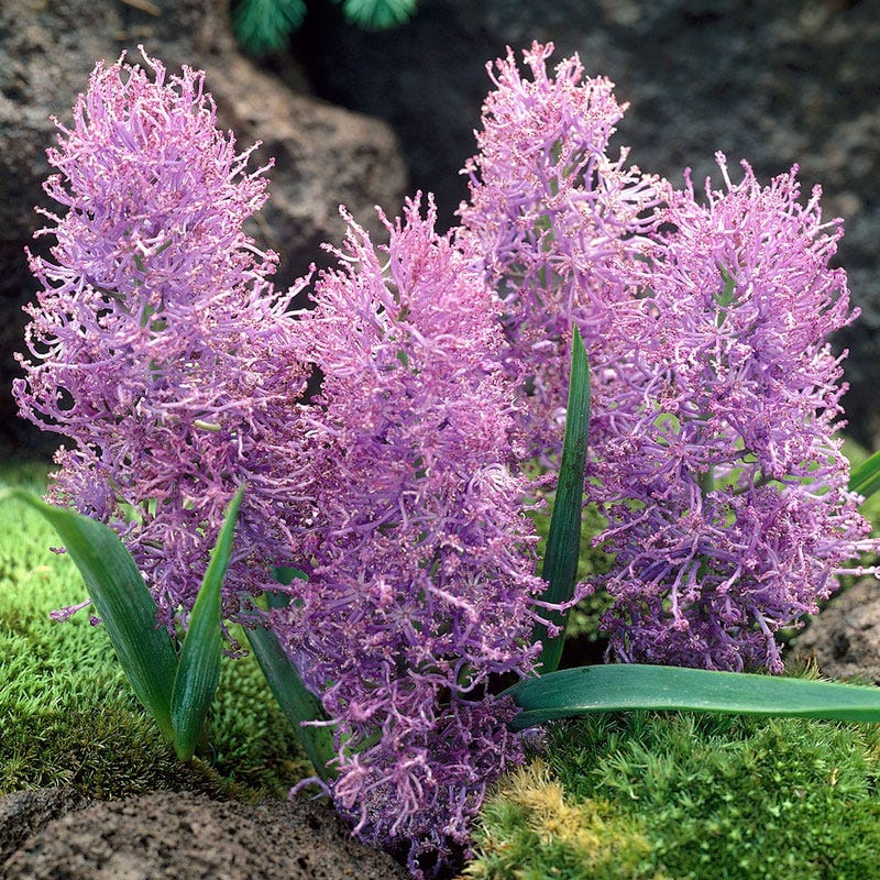 Cotton Candy Grape Hyacinth
