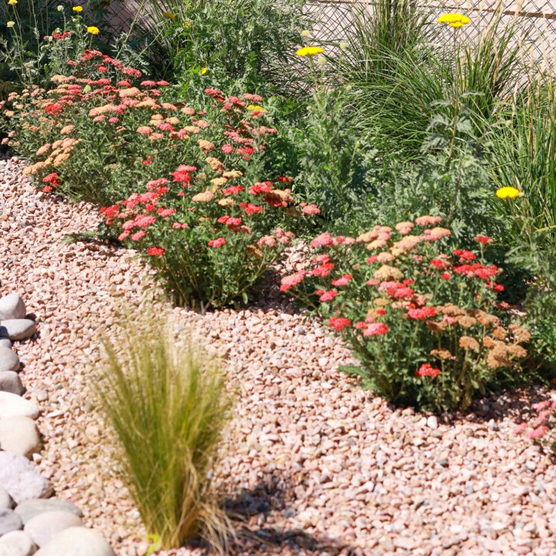 Butterfly Paradise Pre-Planned Cottage Garden