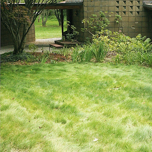 No Mow Lawn Grass Seed