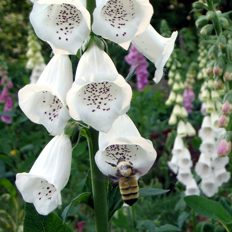 Partial Shade Wildflower Seed Mix
