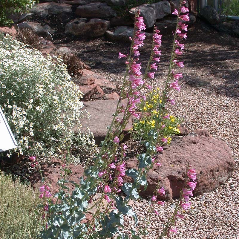 Sunset Crater Penstemon