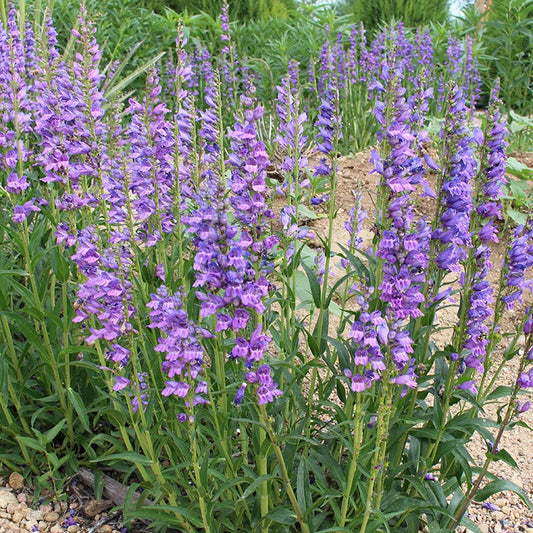 Rocky Mountain Penstemon