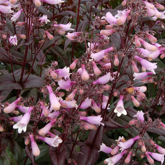 Dark Towers Penstemon