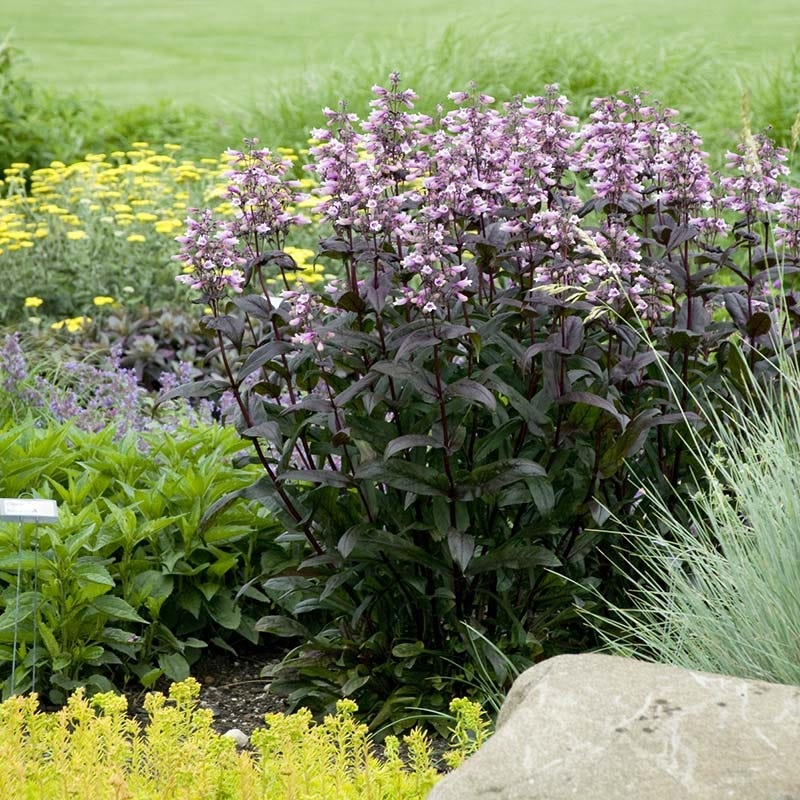 Dark Towers Penstemon