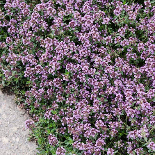 Pink Chintz Creeping Thyme