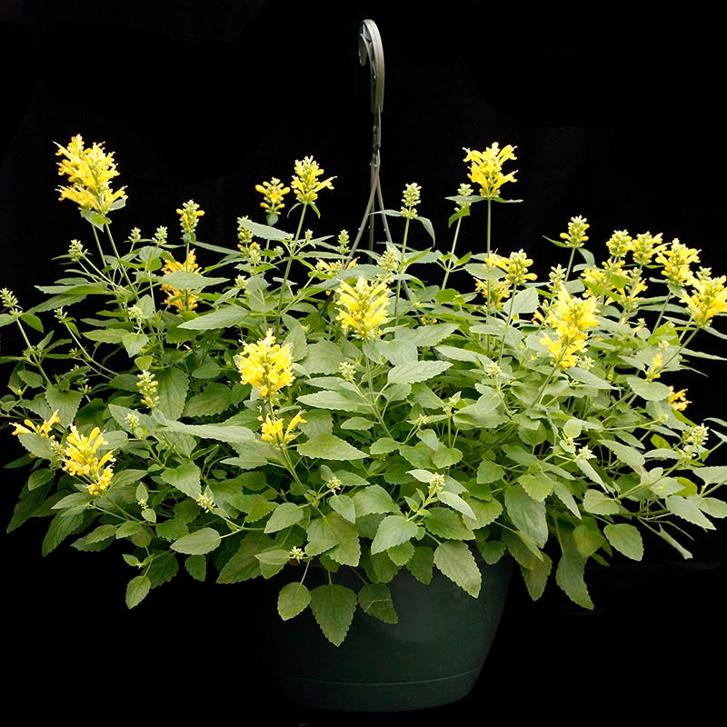 Poquito™ Butter Yellow Agastache