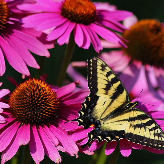 PowWow® Wild Berry Echinacea