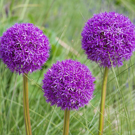 Purple Sensation Allium