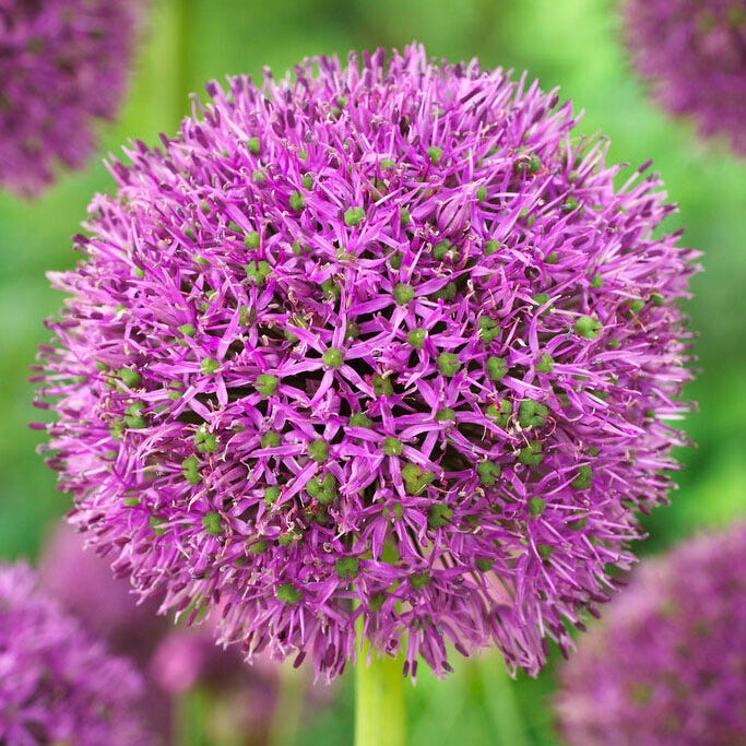 Purple Suze Allium