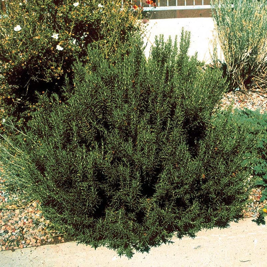 Super Arp Rosemary