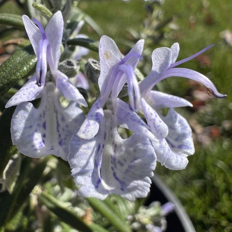 Super Arp Rosemary