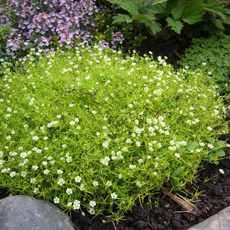 Scotch Moss (Sagina)