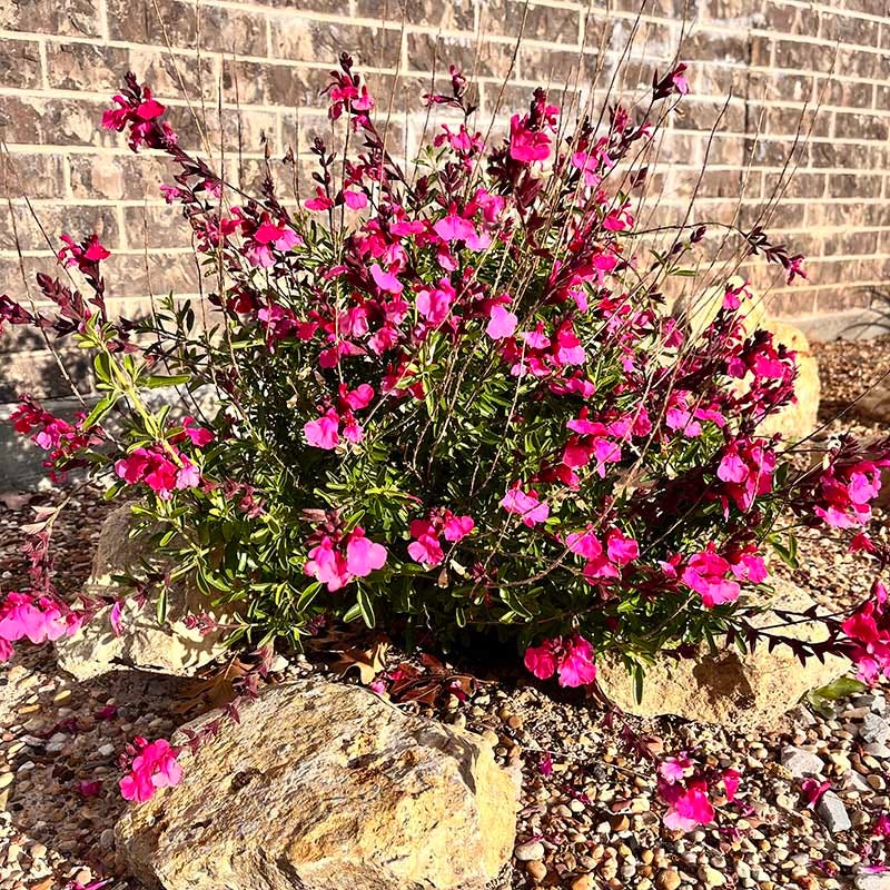 Cold Hardy Pink Texas Salvia