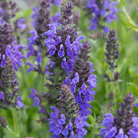 Marcus Dwarf Blue Salvia