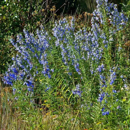Fall Finale Pollinator Pre-Planned Garden