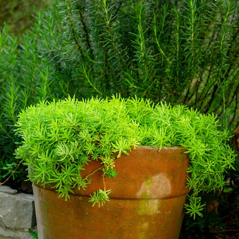 Angelina Sedum