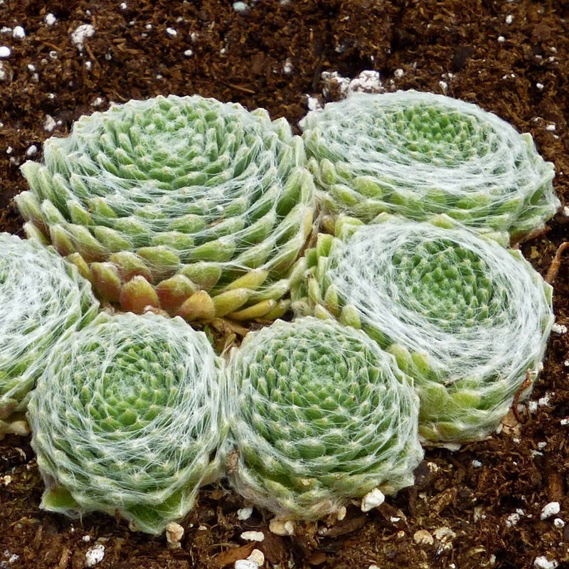 Cobweb Hens And Chicks