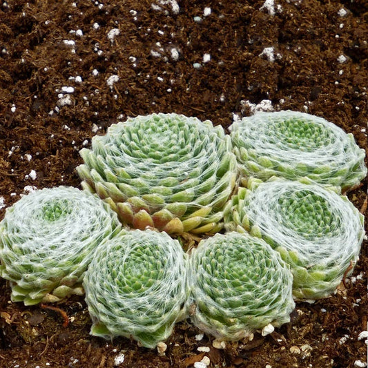 Cobweb Hens And Chicks