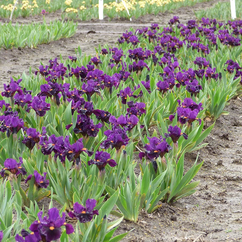 Sharp Dressed Boy Dwarf Bearded Iris
