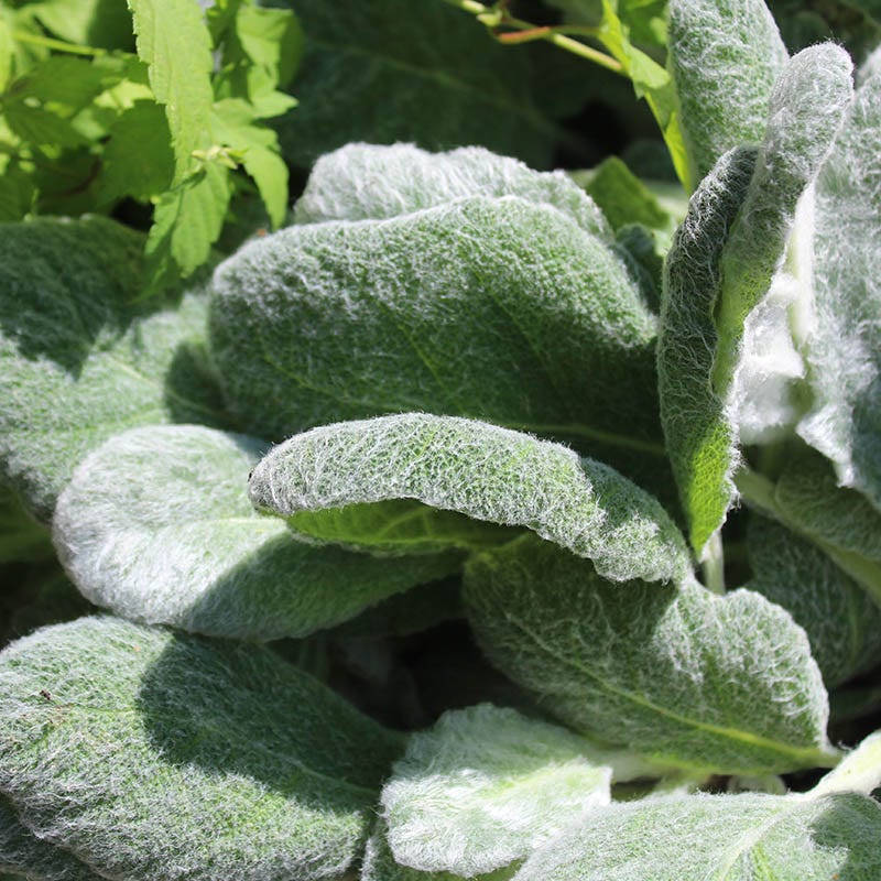 Silver Salvia