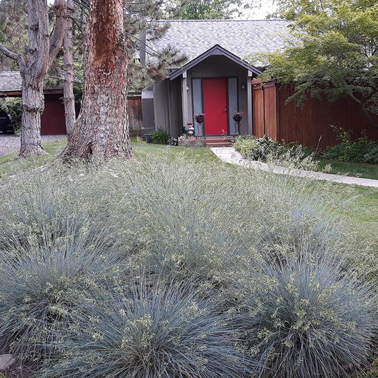 Siskiyou Blue Fescue Grass