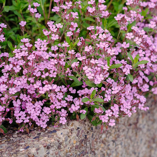 Saponaria Ocymoides
