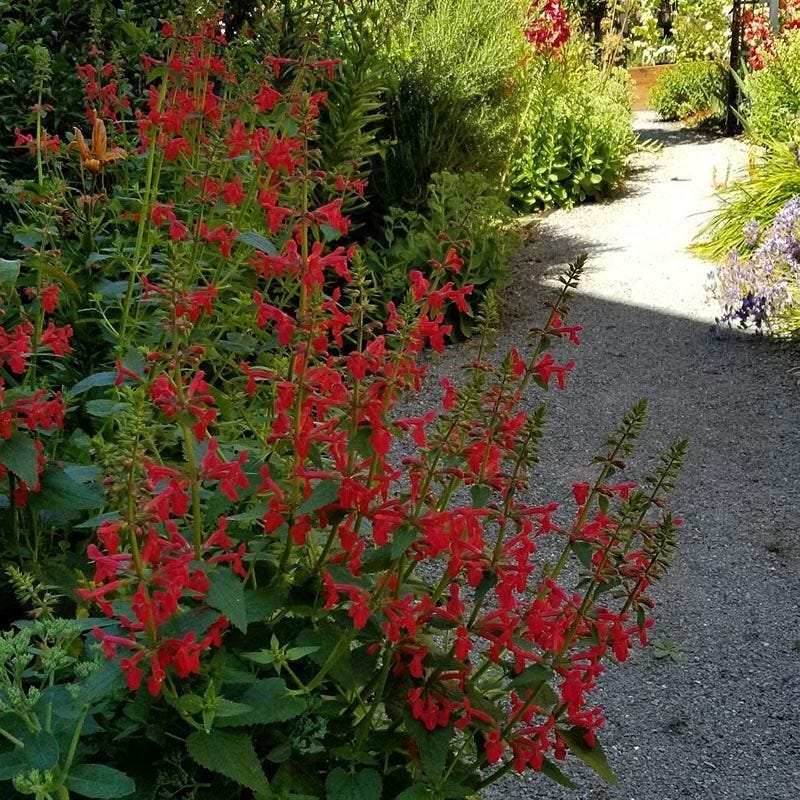 Red Flowered Lamb's Ear