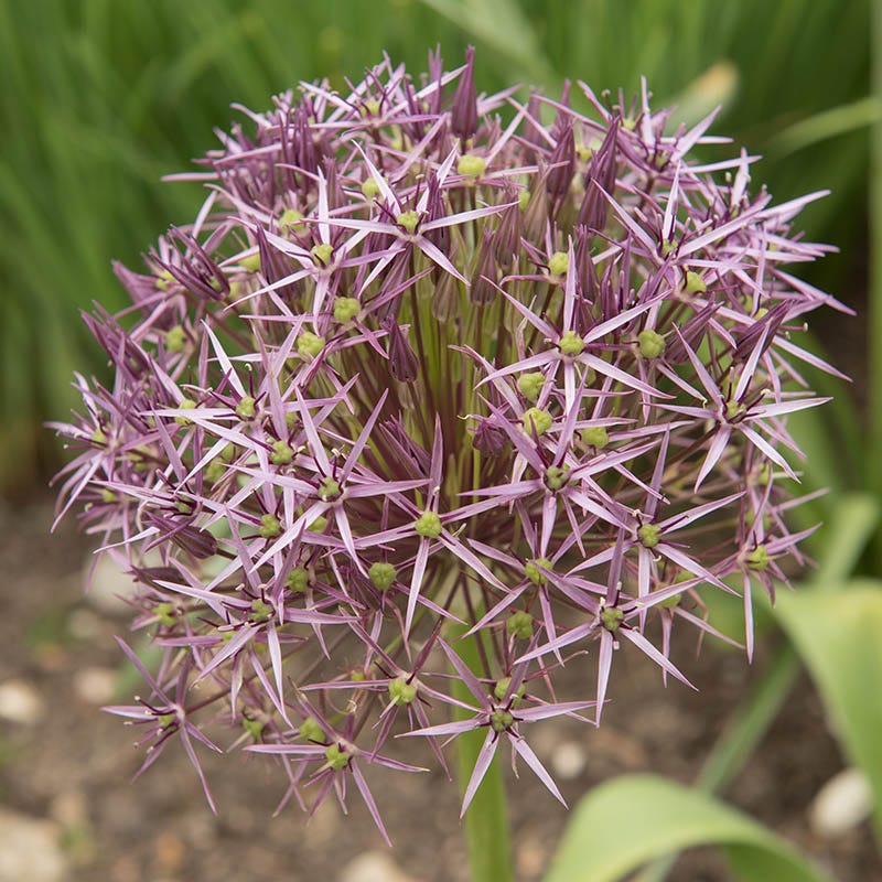 Star Of Persia Allium