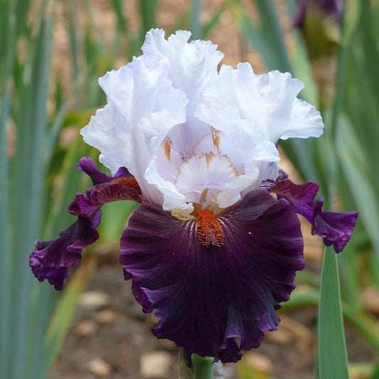 Starring Bearded Iris