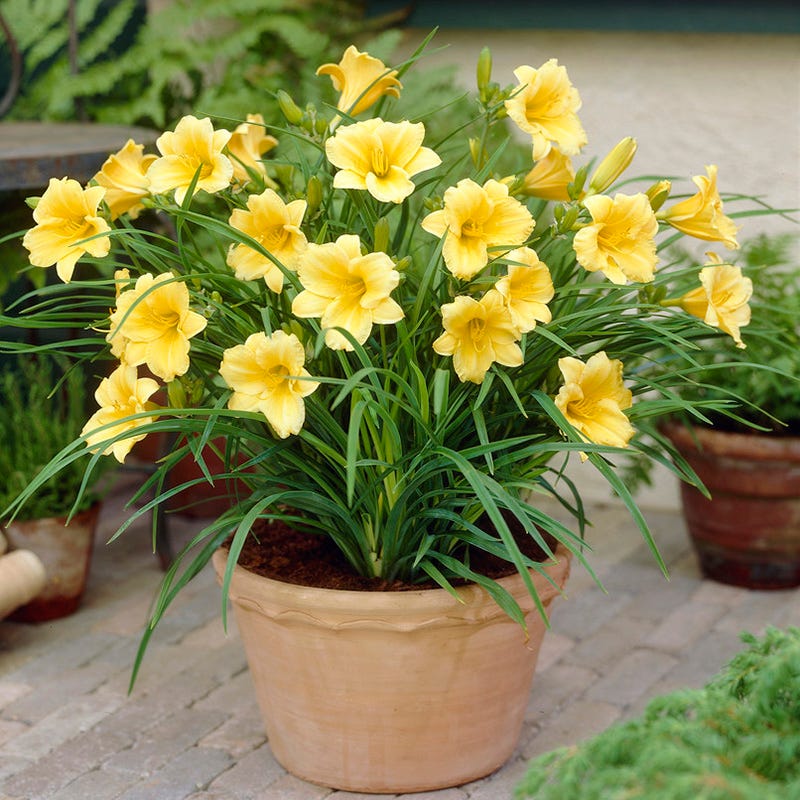 Stella D'Oro Reblooming Daylily