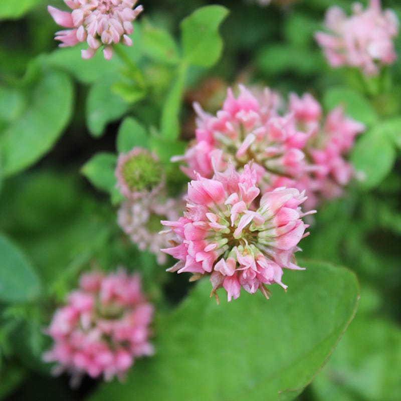 Alternative Lawn Wildflower Seed Mix