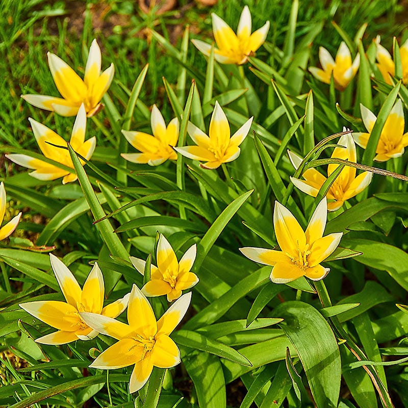 Multiplying Mini Tulip Bulb Collection