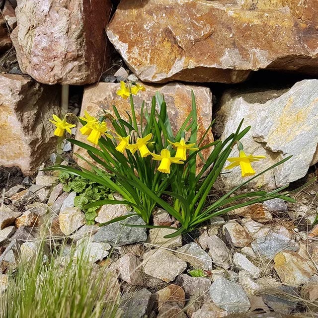 Rock Garden Bulb Collection