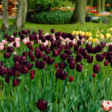 Queen Of The Night Single Late Tulip