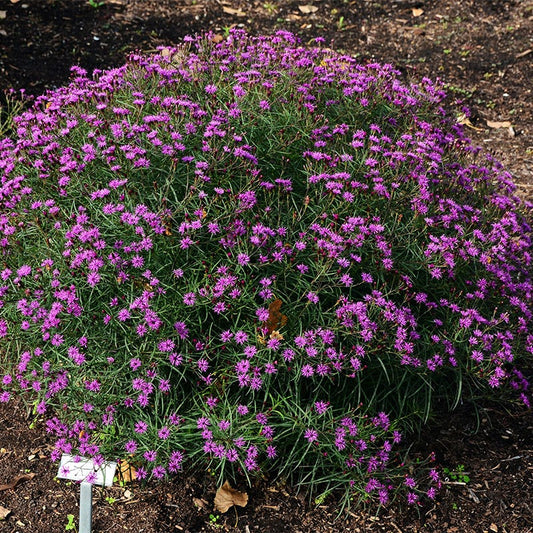 Summer's Swan Song Ironweed (Vernonia)