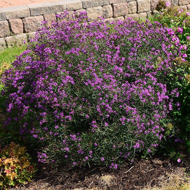 Summer's Swan Song Ironweed (Vernonia)
