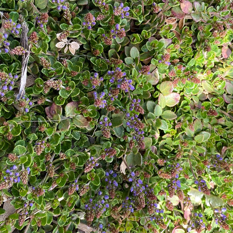 Thyme-Leaf Veronica