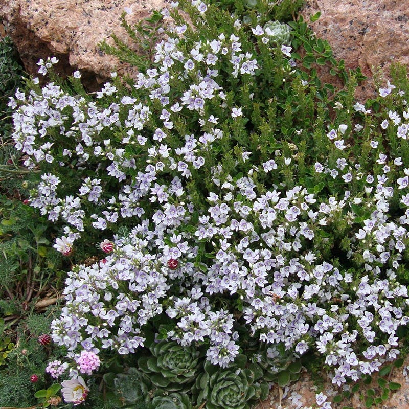 Snowmass® Veronica