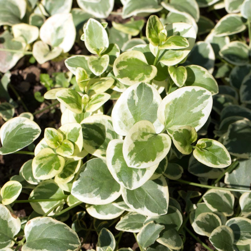 Big Leaf Vinca