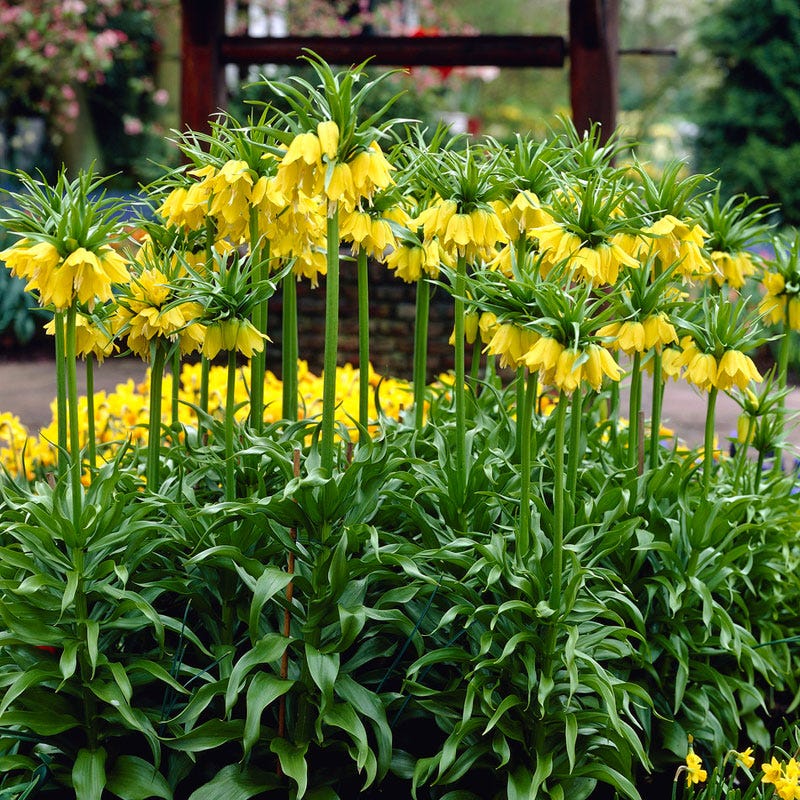 Yellow Crown Imperial
