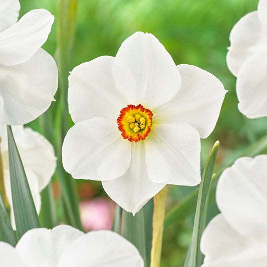 The Poet's Daffodil