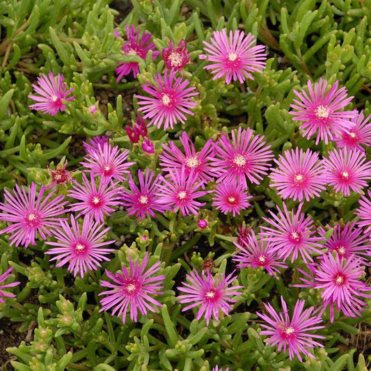 Succulent Groundcover Collection